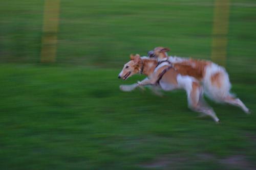 Дело не только в излишней кормежке, но и в том, чтобы обеспечить животному достаточно двигательной активности, а это не каждому под силу - нет времени, негде, лень и все такое… 
Мой уиппет жрет от пуза, но зато и гоняю его ежедневно по полтора-два часа в любое время года невзирая на погоду. В итоге вот такой красавец у меня: