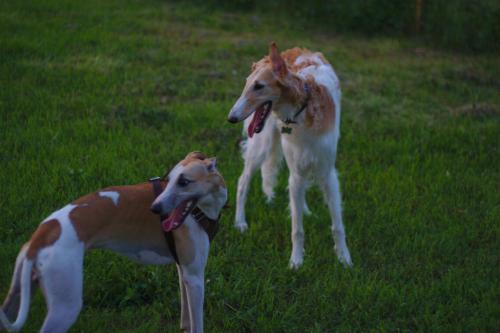 Дело не только в излишней кормежке, но и в том, чтобы обеспечить животному достаточно двигательной активности, а это не каждому под силу - нет времени, негде, лень и все такое… 
Мой уиппет жрет от пуза, но зато и гоняю его ежедневно по полтора-два часа в любое время года невзирая на погоду. В итоге вот такой красавец у меня: