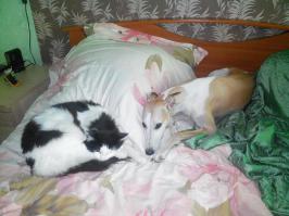 Коты-наше няшное "фсе". Любителям собак посвящается