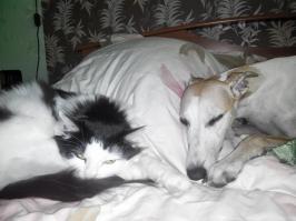 Любительские фото кошек и собак