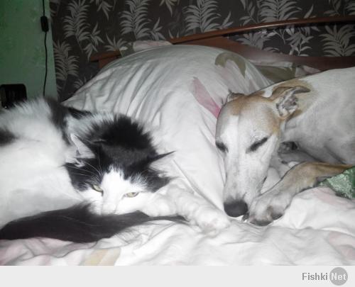 Любительские фото кошек и собак