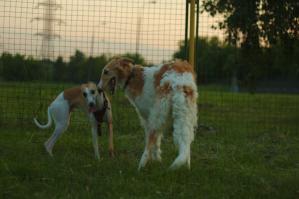 Забавные собаки