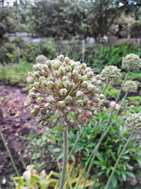 Если постараться, то можно:)
Вот пара снимков с 8Мп смарта (Lenovo)