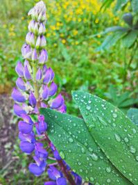 Если постараться, то можно:)
Вот пара снимков с 8Мп смарта (Lenovo)