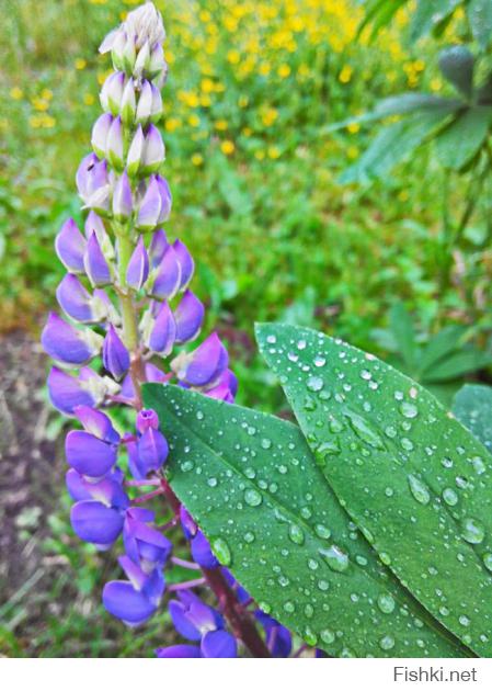 Если постараться, то можно:)
Вот пара снимков с 8Мп смарта (Lenovo)