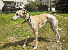 Собака ребрами гремяка