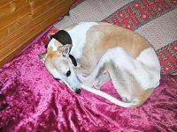 Мой в кровати валяться предпочитает.
 


И тоже кот научил:)



А маленьким любил в моей куртке спать:)