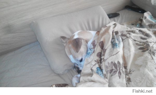 А вот самая ленивая в мире собака



Время уже 20 минут первого, а он даже не собирается просыпаться:)