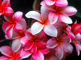 Цветок страсти. Плюмерия.