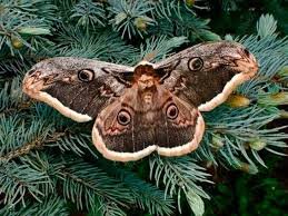 Портреты, которые просто невозможно пристально рассмотреть