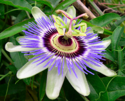 Цветок страсти. Плюмерия.