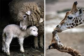 30 заботливых родителей: животные и их малыши