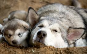 30 заботливых родителей: животные и их малыши