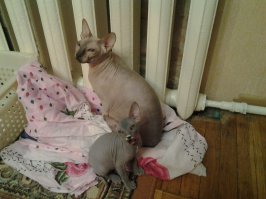 Еще у сфинксов нет ресниц и глазки надо регулярно  чистить. Требуют  тщательного ухода ушки и основания когтей (там скапливается тот самый красно-коричневый кожный жир). Но! Какая же это чудесная  кошка! Ласковая, изящная и невероятно умная, Все котятки у нас выживали. Вот моя красавица- Сясик.