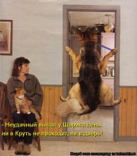 Кошки и собаки, которые ну очень не хотят идти к ветеринару