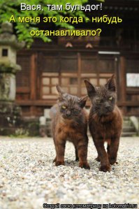 Фотографии суровых дворовых котов