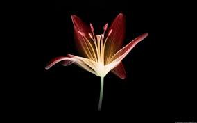 Цветы под водой в фотографиях Лизы Соргини