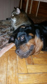 Шерстяной дворянин тоже дружил с собакой.