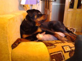 Хорошо ладят. Сфинкс ищет тепла и пригревается на теплом брюхе.