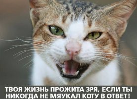 20 открыток с истинными мыслями замурчательных котов