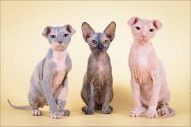 10 необычных пород собак и кошек