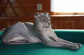 Есть еще новая порода бесшерстных кошек. Несправедливо обойденная в фото на фишках. Украинский Левкой. Принимайте. Цены демократичные, в пределах сфинксов. Только, ради Бога, без политики.