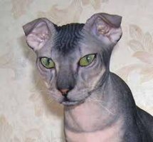 10 необычных пород собак и кошек