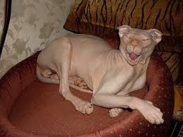 Есть еще новая порода бесшерстных кошек. Несправедливо обойденная в фото на фишках. Украинский Левкой. Принимайте. Цены демократичные, в пределах сфинксов. Только, ради Бога, без политики.