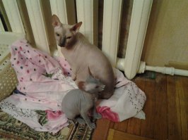 Моя Лысая Кошка -пахнет маленьким, молочным ребенком! Вот!  держать, обнимать и гладить очень приятно!