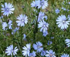 Цикорий пейте!