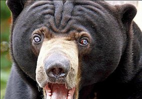 Мяса МЕАВЕАЯ хочите?! 