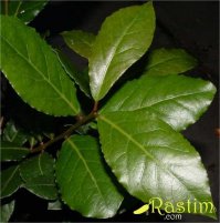 А я лавр дома хочу завести. Вроде  несложно. За черенками в Абхазию тока сгонять надо.