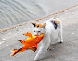 Сразу вспомнился кот из вчерашней темы)))  Вдвоем бы они, пожалуй, и покрупнее рыбку поймали.)))