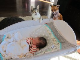 Мне кажется, или коту не хватает в этой ситуации верного друга, который бы его поддержал?