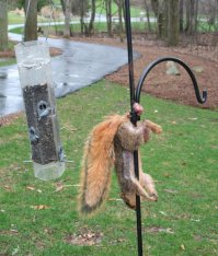 И чего они плюсовали?  Нашел эту фотку в большем разрешении. Белочка мертва.  Вывод: держи яйца при себе, иначе плохо кончишь. Как белка.