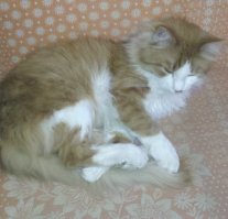 Первый прям на моего похож, только у моего одно пятнышко слева от носа.
Читал когда-то как котики выводили хозяев из дома перед землетрясениями. Когда нас трухануло на 4,5 балла, было забавно наблюдать, как кот шуганулся в непонятках. В общем, так он меня и не спас.  Хотя по ночам будит периодически... :)