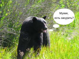 Адам продолжал держать "пьяного" медведя...  Последнему фото чего-то не хватает.