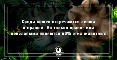 Я один не понял, что это значит?