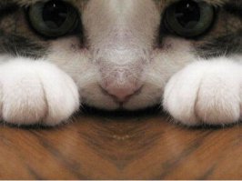 Настало время кота и лампы 