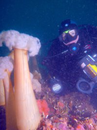 У них специальное снаряжение. Они специально делали фото,чтобы показать весь подводный мир. Все эти фото сделаны на Камчатке.