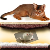 вот чеж моя крыска не дружит с нашим абиссинцем