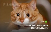 я котиков не объедаю я их обедаю