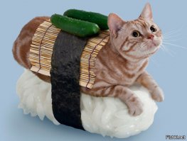 я котиков не объедаю я их обедаю