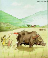 Фишкина солянка за 28.05.2014 