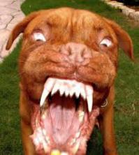 Животные, которые не были готовы к фотосессии