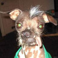 Животные, которые не были готовы к фотосессии