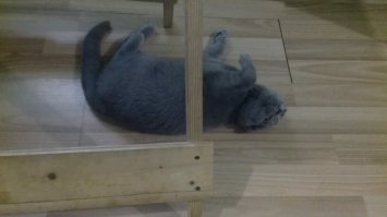 Мой пока ещё совсем маленький любимец!