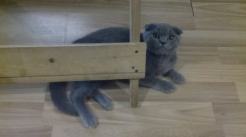 Мой пока ещё совсем маленький любимец!