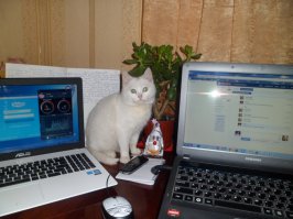 14 причина- Помогают в работе :)