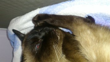 мое котэ так любит отдыхать)))